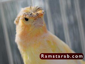 صور كناري18