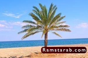 صور نخل10