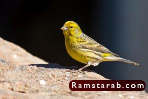 صور كناري11