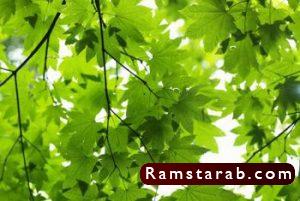 صور اوراق الشجر