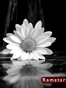 صور ابيض واسود29