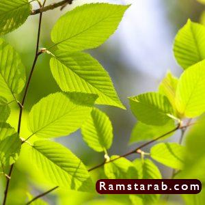 صور اوراق الشجر24