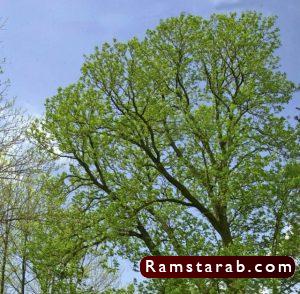 صور اوراق الشجر22