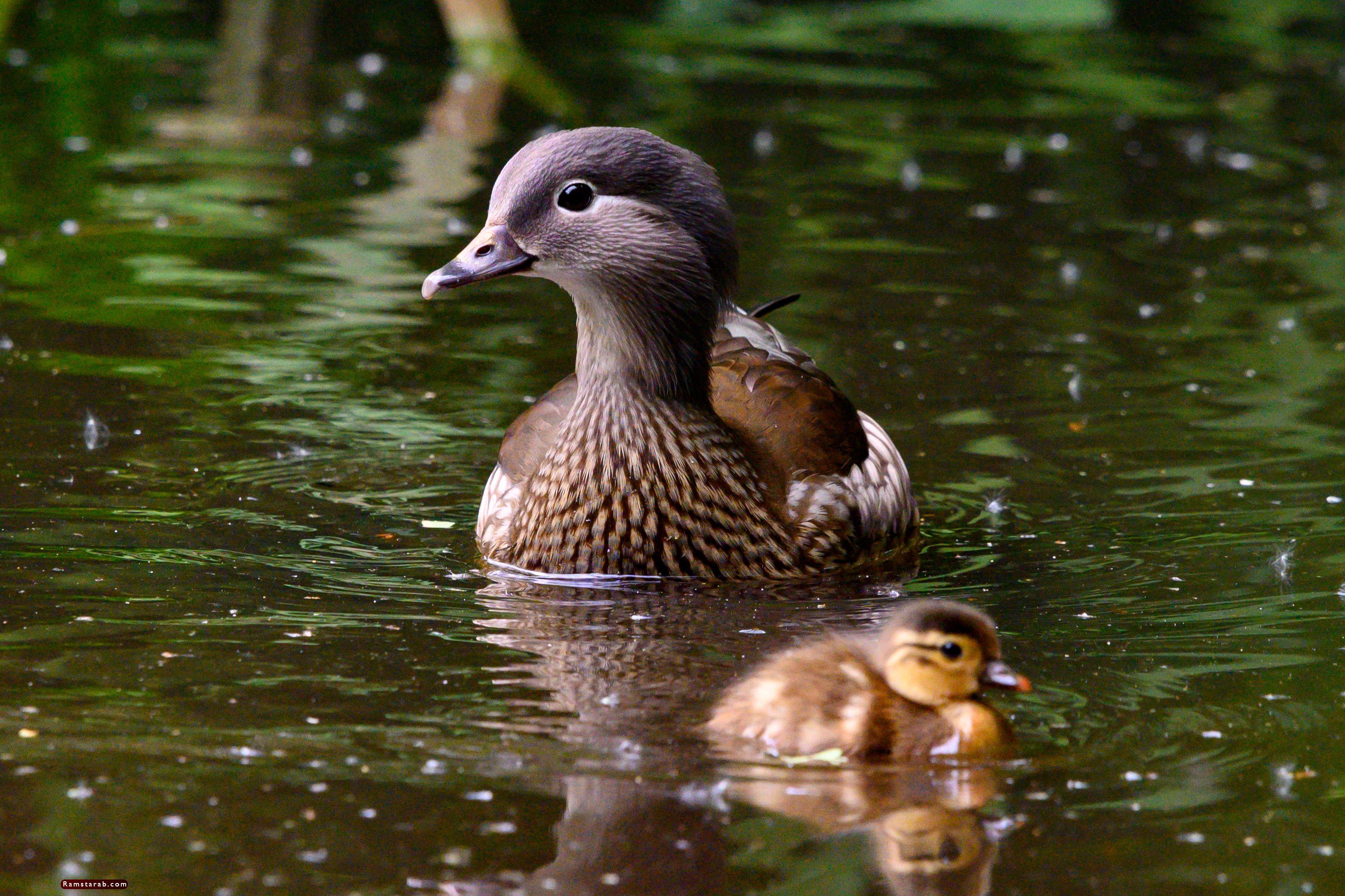 Ducks роли. Утка DCUK. Утки общаются. Duck and Duckling. About Ducks.