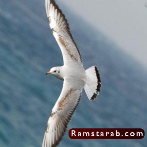 طائر النورس8