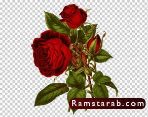 ورد للتصميم5