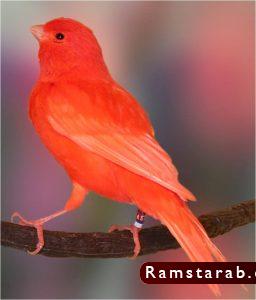 صور كناري5