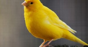 صور كناري4