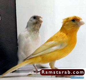 صور كناري3